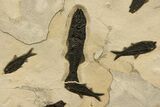 Stunning Natural Green River Fossil Fish Mural - Wyoming #327747-6